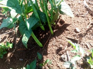 img 20260216 wa0022 web