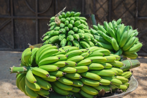 plumora agrivisions images