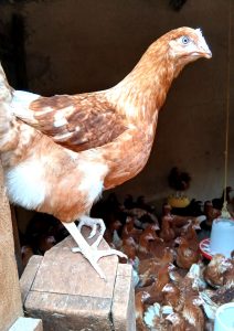 plumora chicken produce (1)