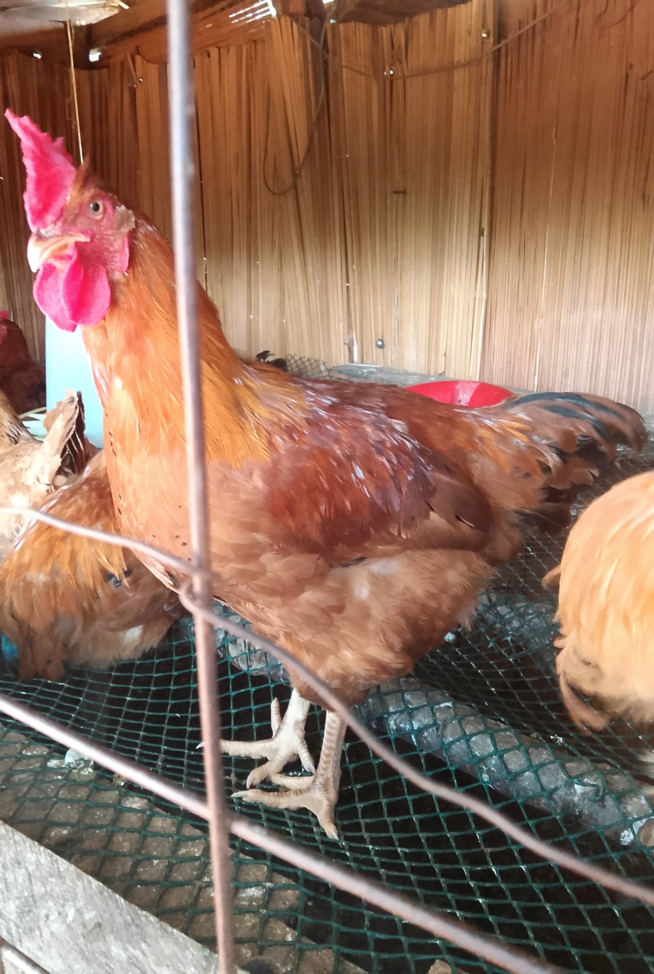 plumora poultry sale